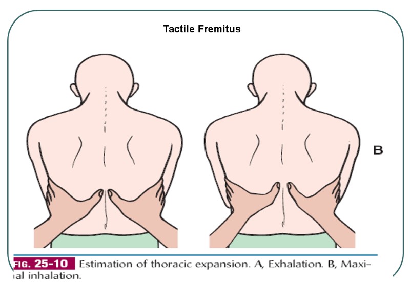 Tactile Fremitus